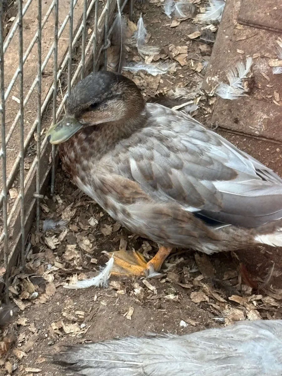 Runner ducks, call duck and silkie - Image 3
