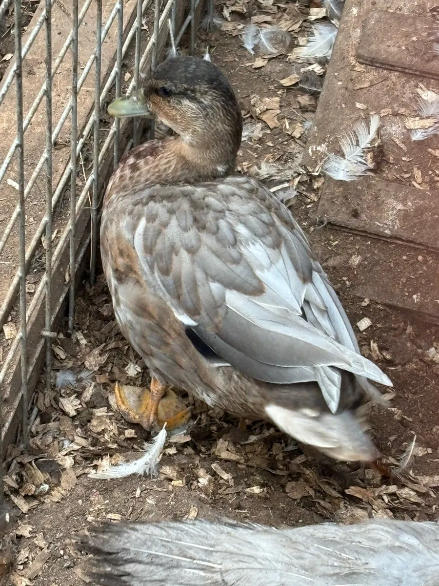 Runner ducks, call duck and silkie - Image 4