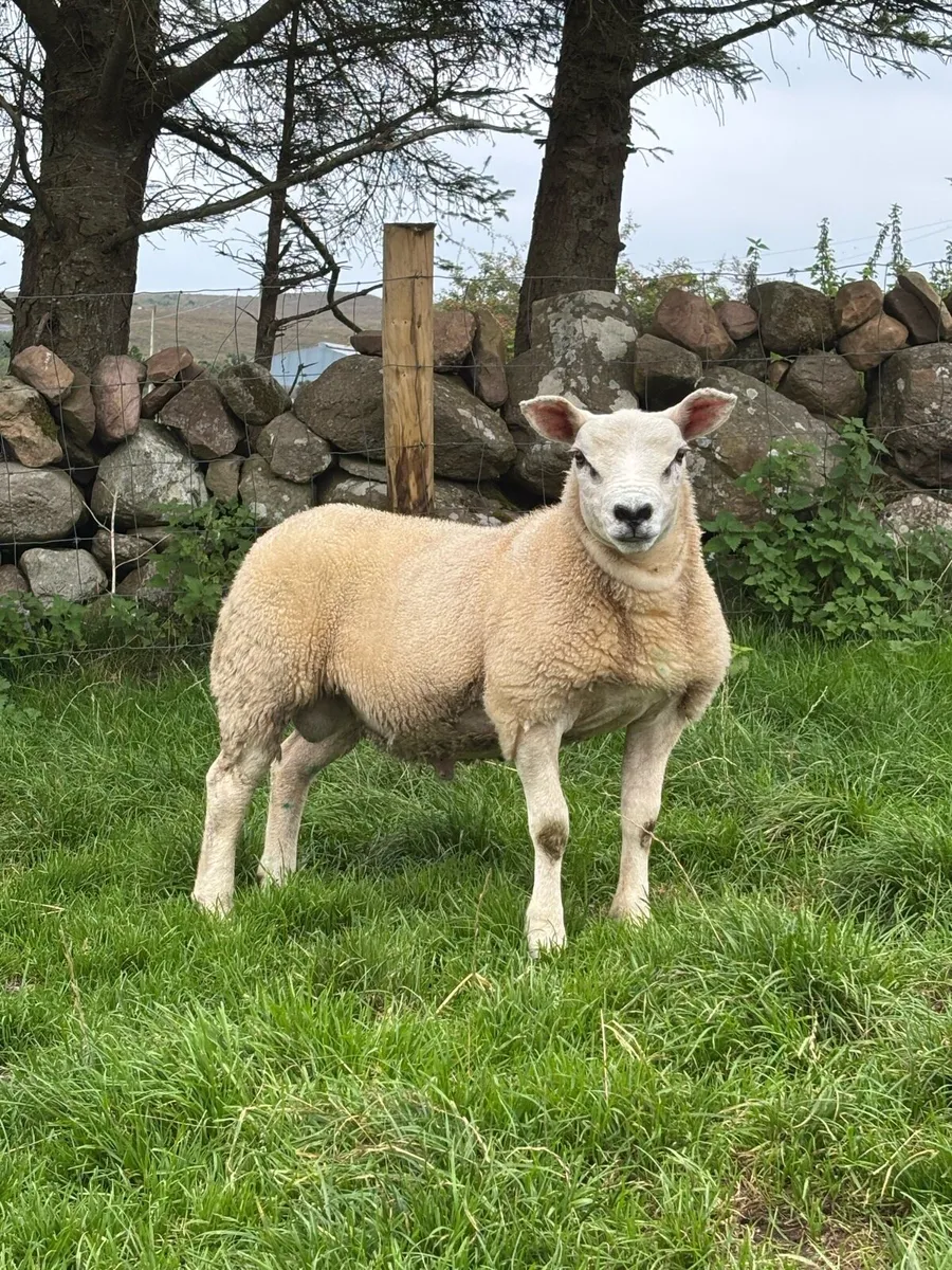 🔥Deelvale pedigree registered Texel ram lamb 🔥 - Image 1