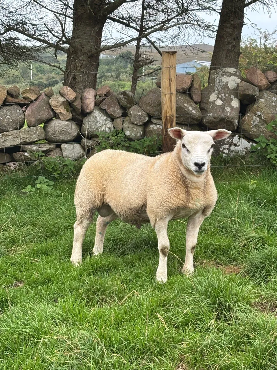 🔥Deelvale pedigree registered Texel ram lamb 🔥 - Image 2