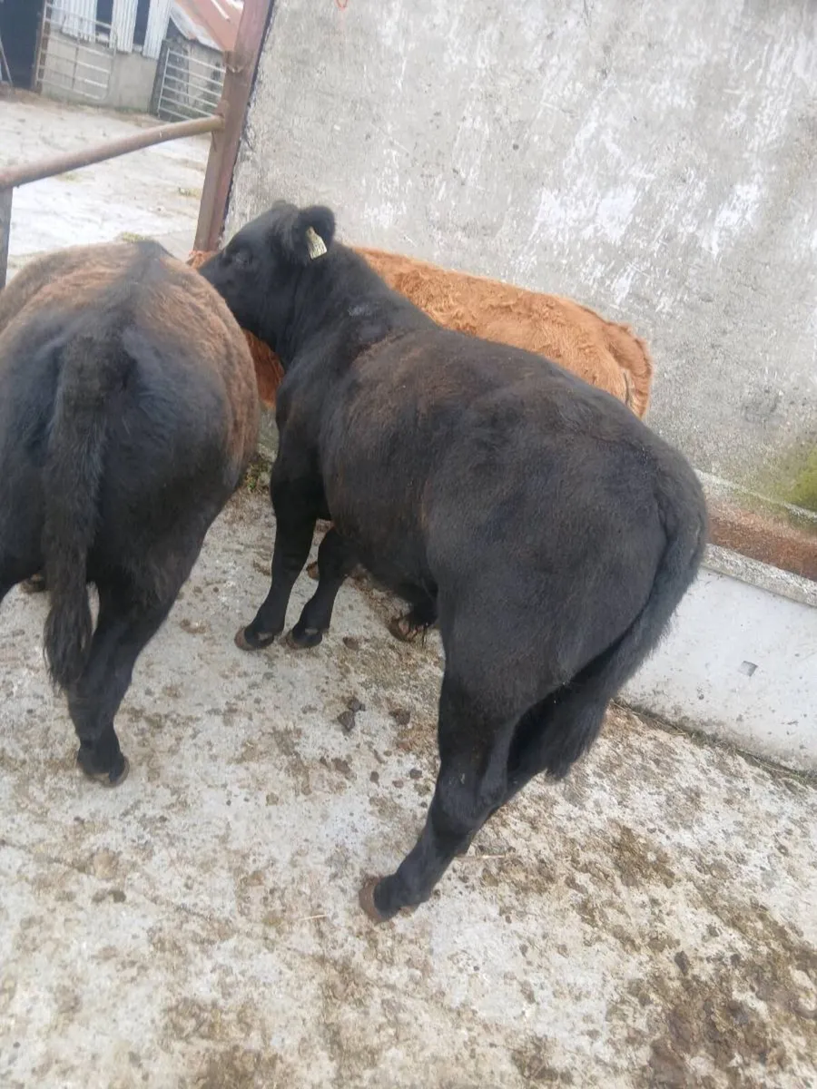 Angus and limousine pedigree registered bulls - Image 2