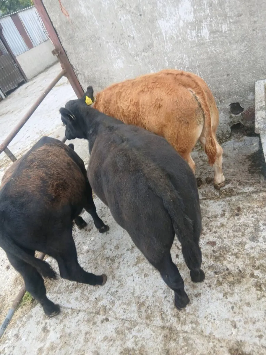 Angus and limousine pedigree registered bulls - Image 3