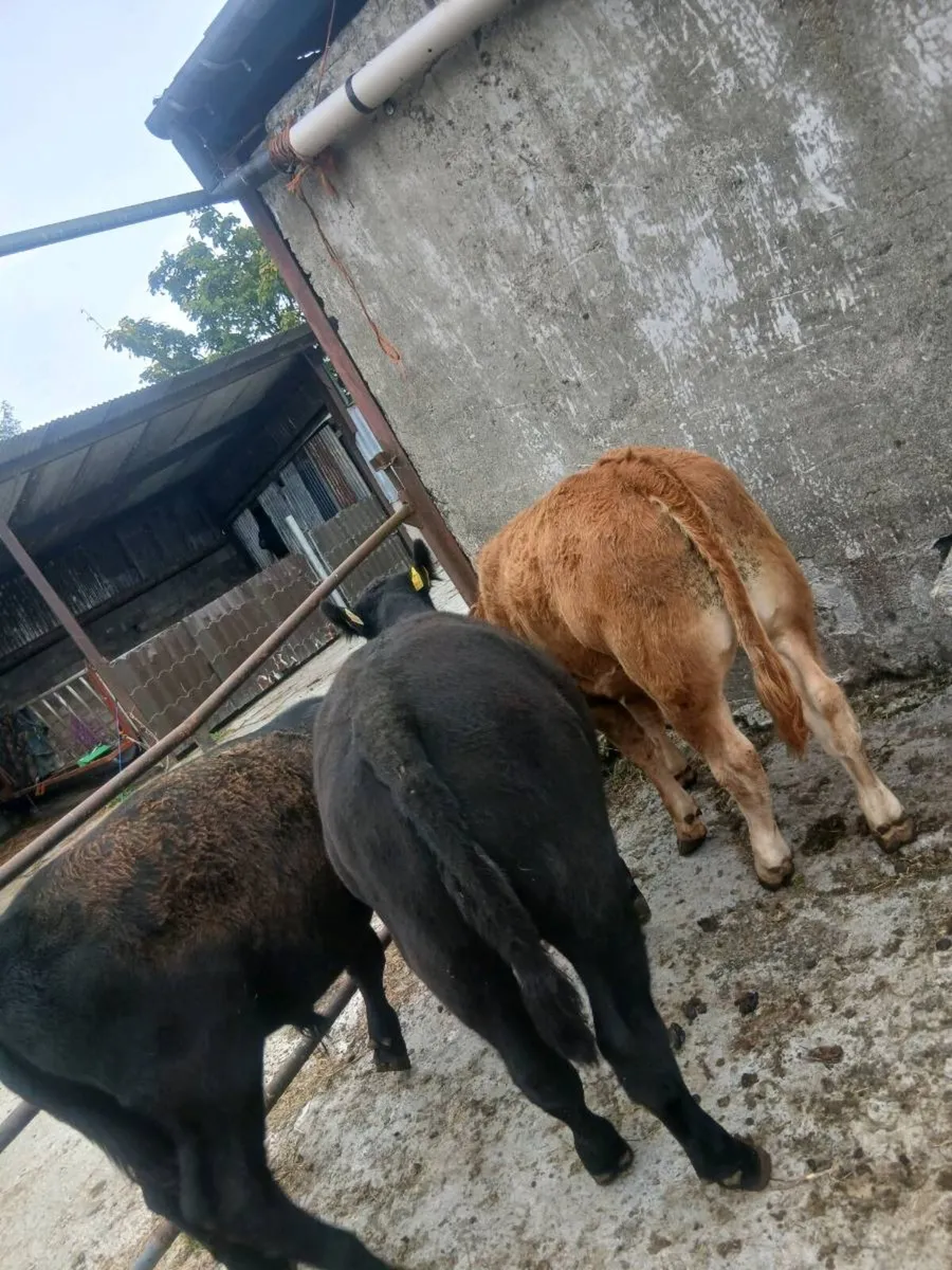 Angus and limousine pedigree registered bulls - Image 4