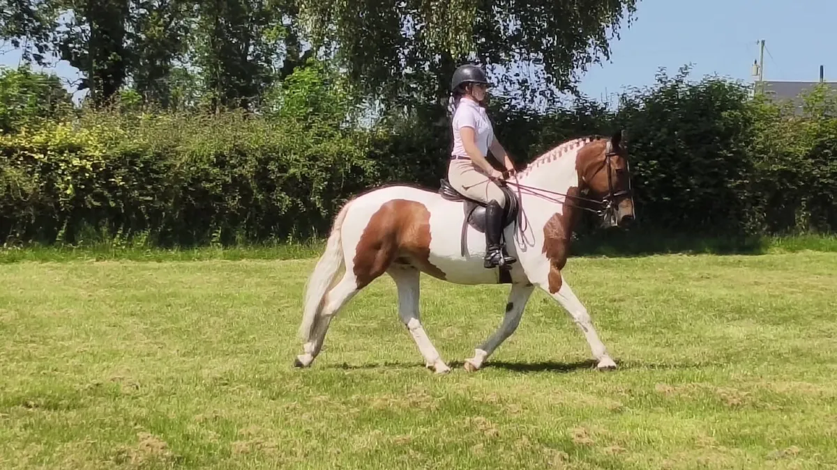 15hh gelding for sale - Image 3