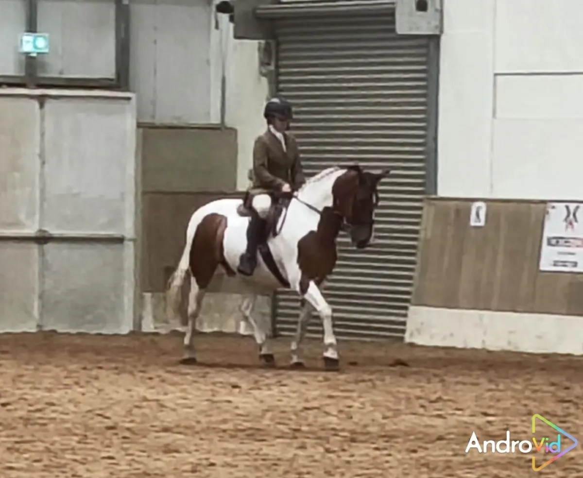 15hh gelding for sale - Image 1