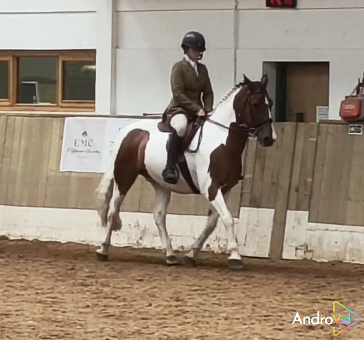 15hh gelding for sale - Image 2