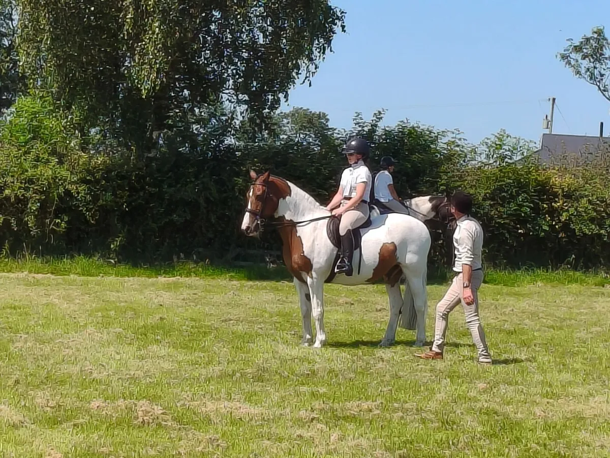 15hh gelding for sale - Image 4