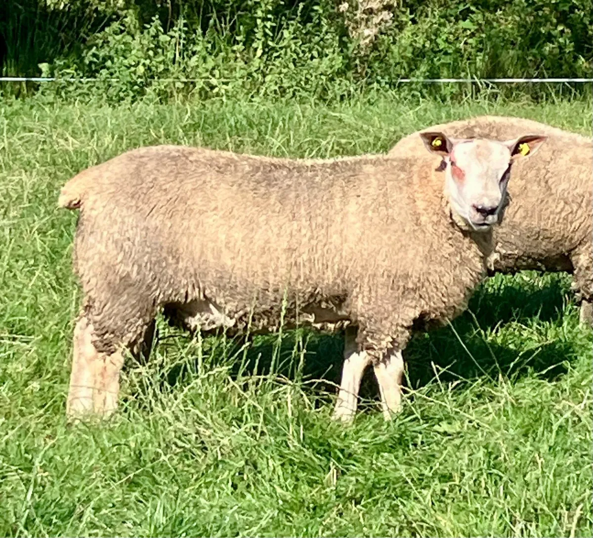 Top Quality Charollais Ram Lambs - Image 2