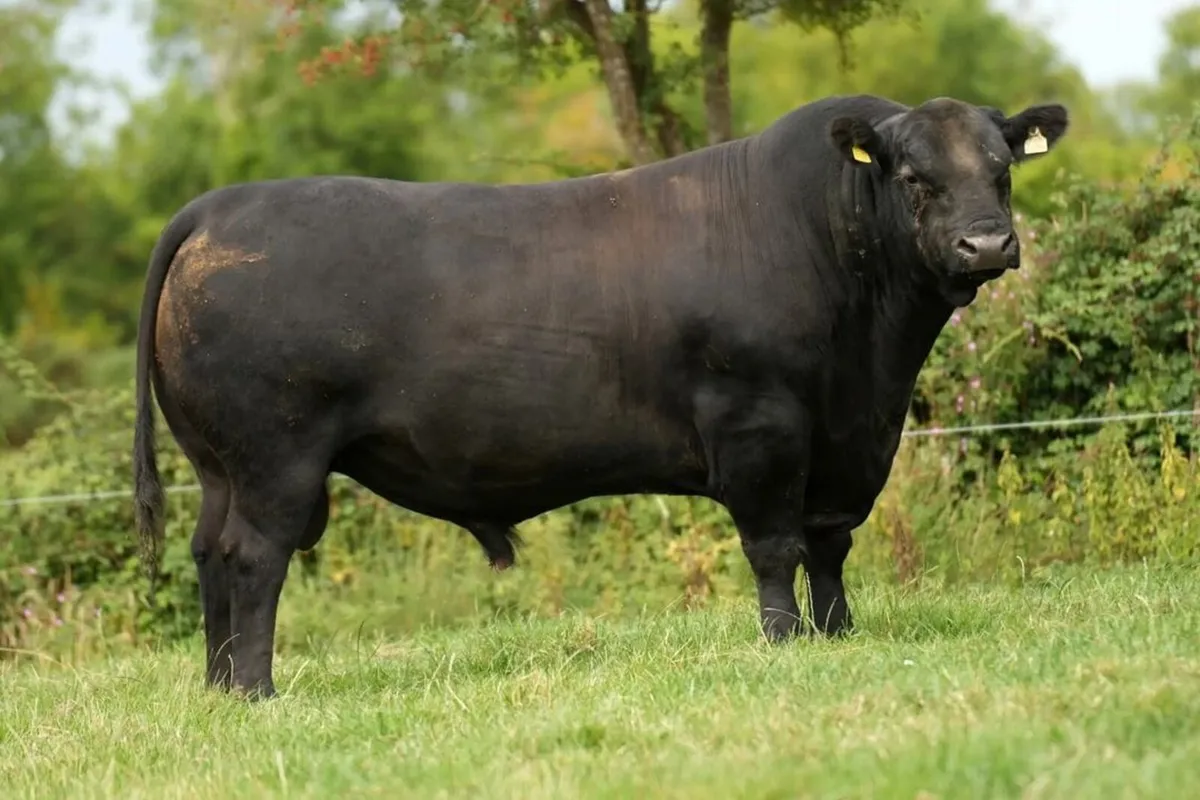 Exceptional Angus Stock Bull - Image 1