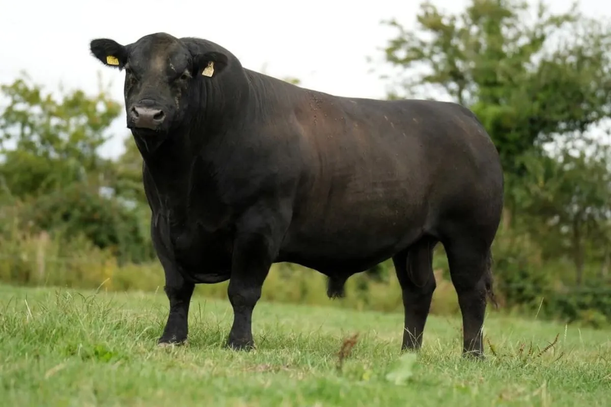 Exceptional Angus Stock Bull - Image 2