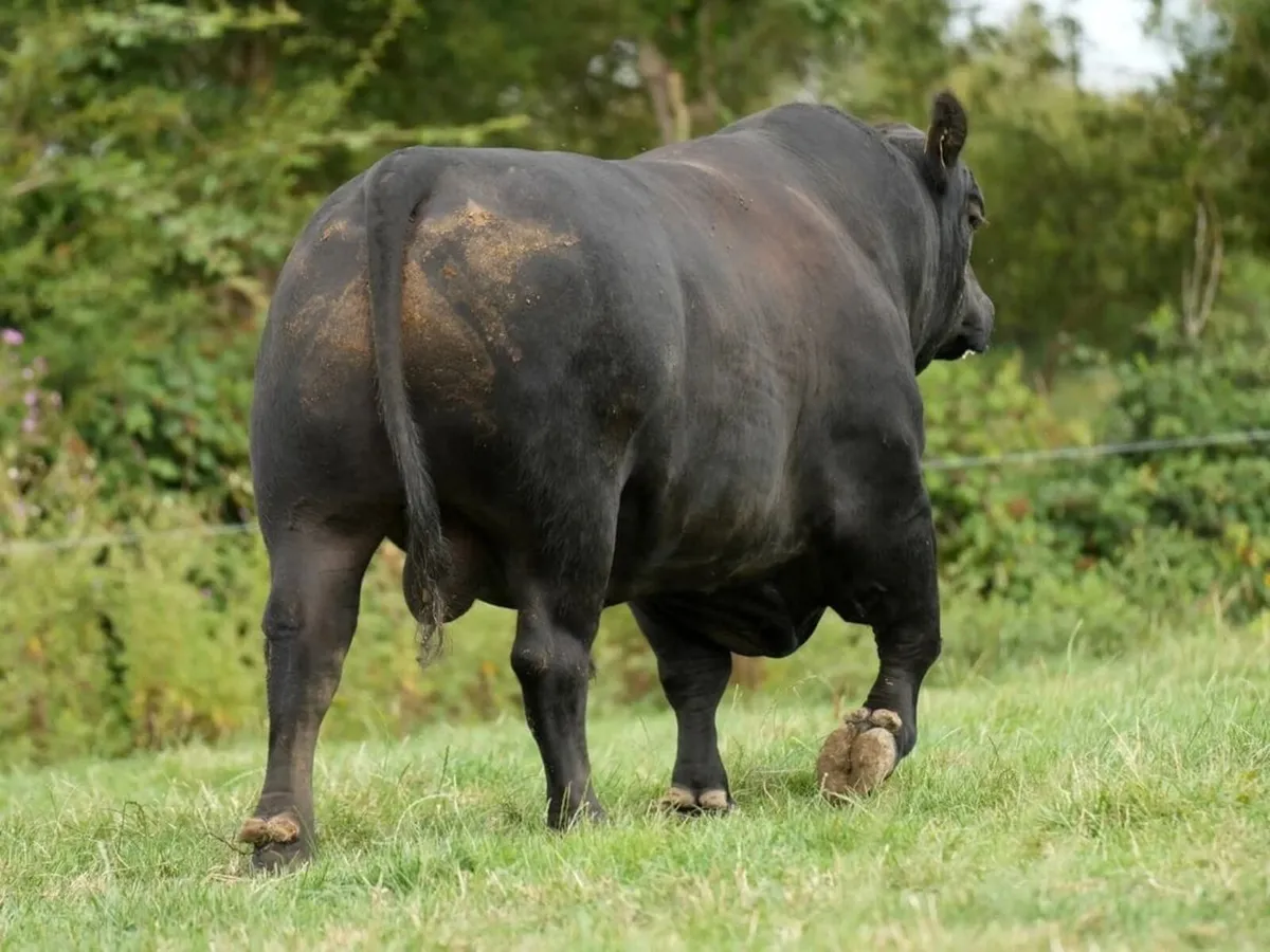 Exceptional Angus Stock Bull - Image 3
