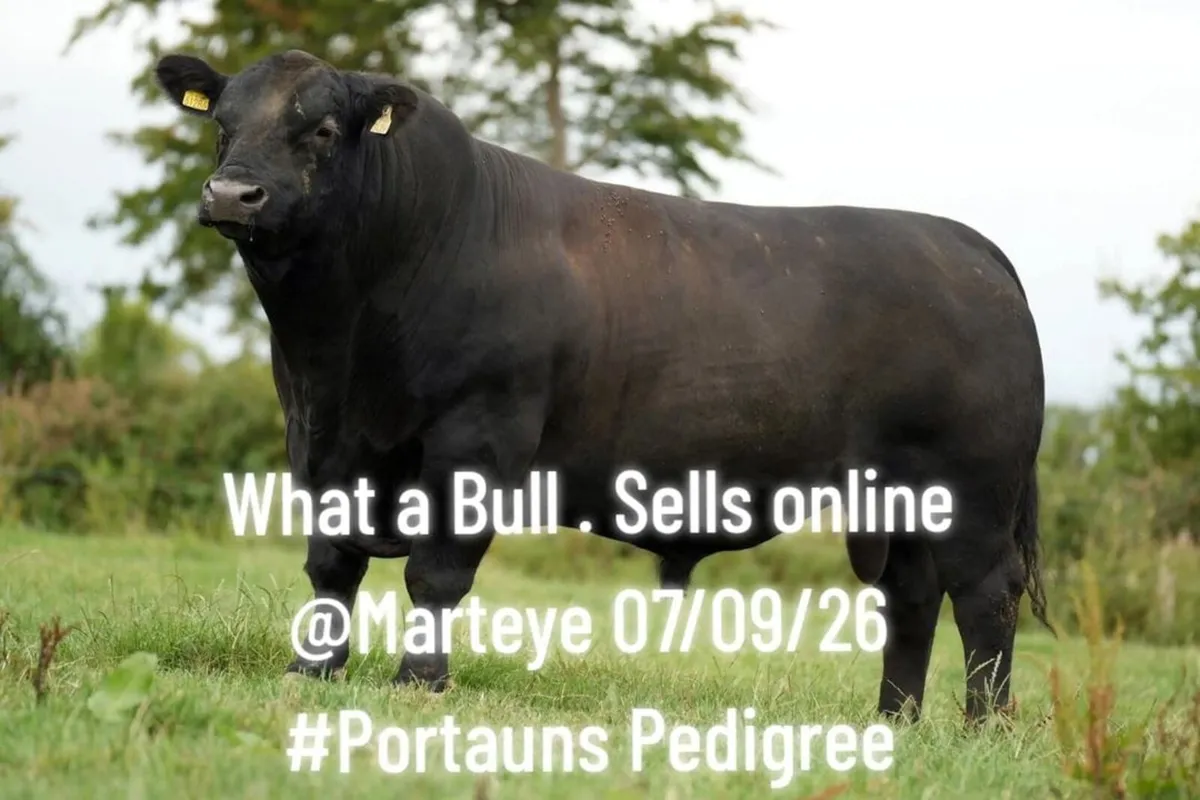 Exceptional Angus Stock Bull - Image 4
