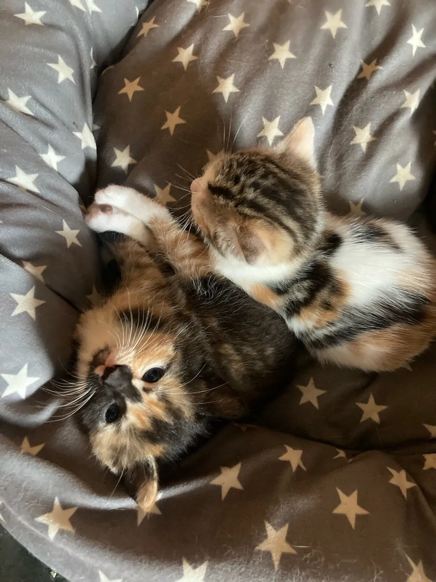 Short Hair Kittens - Image 1