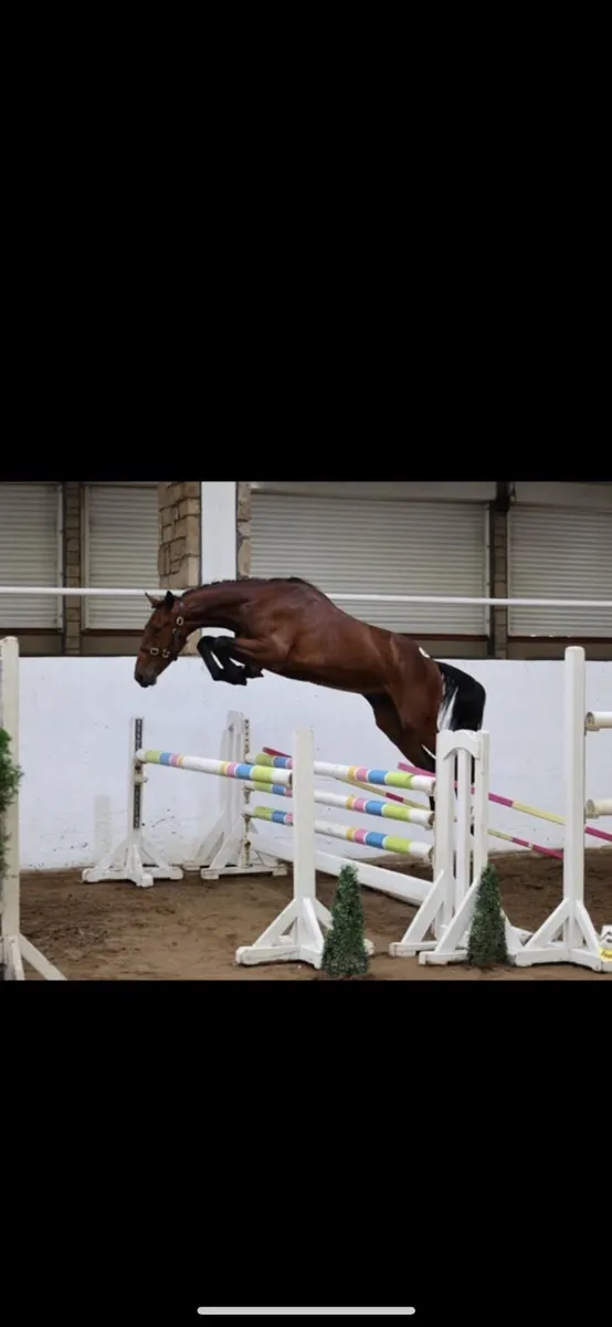 3 year old sport horse Gelding - Image 1