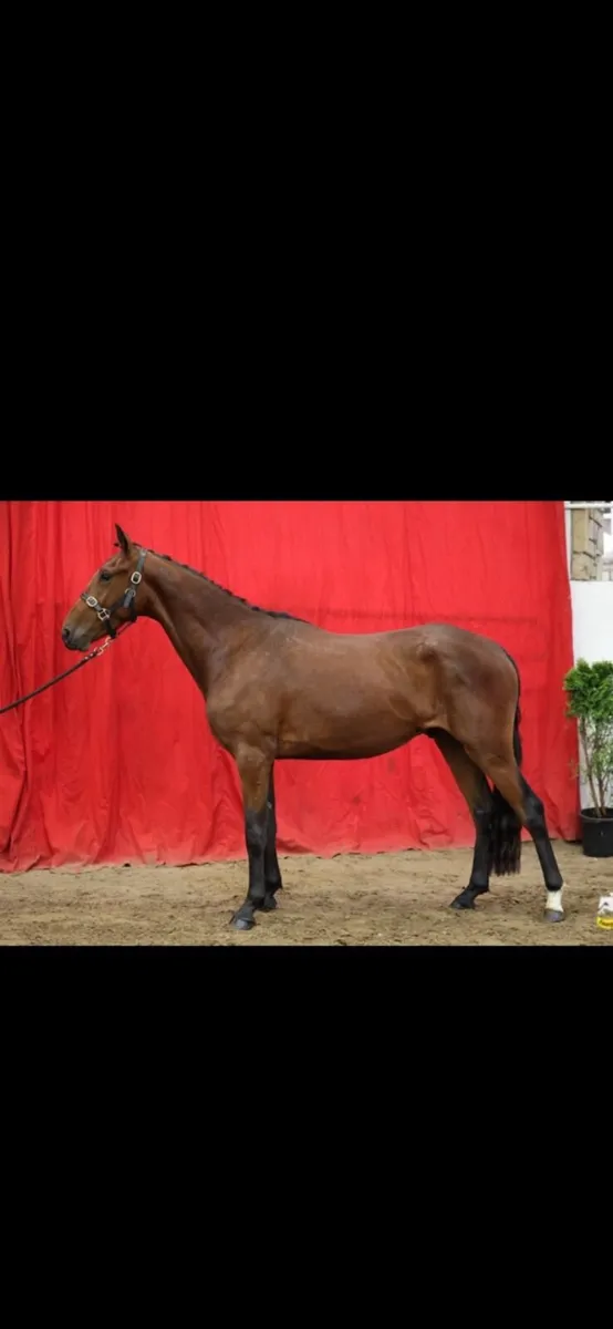 3 year old sport horse Gelding - Image 3