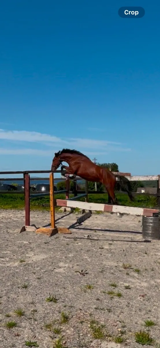3 year old sport horse Gelding - Image 4