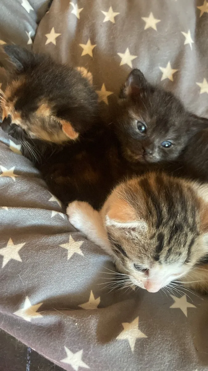 Short Hair Kittens - Image 2