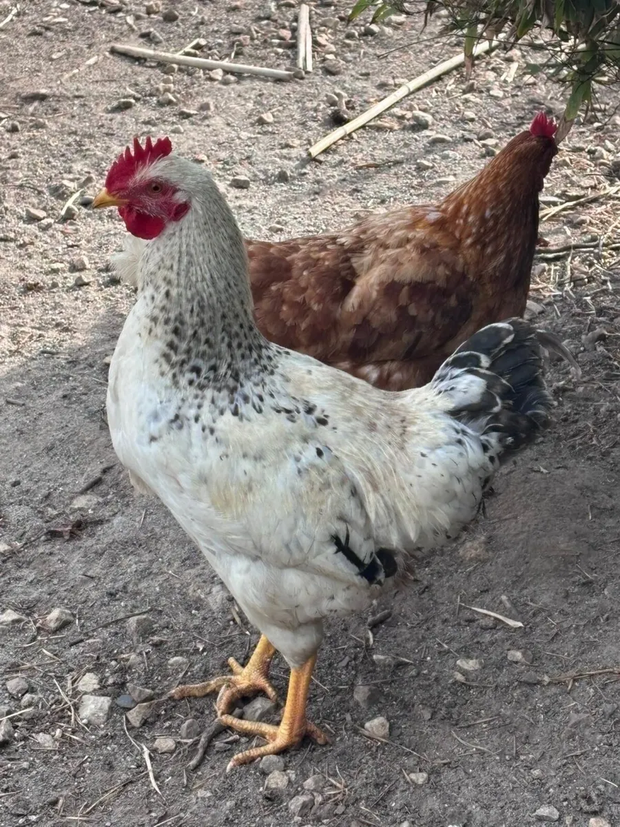 Poultry - Image 2