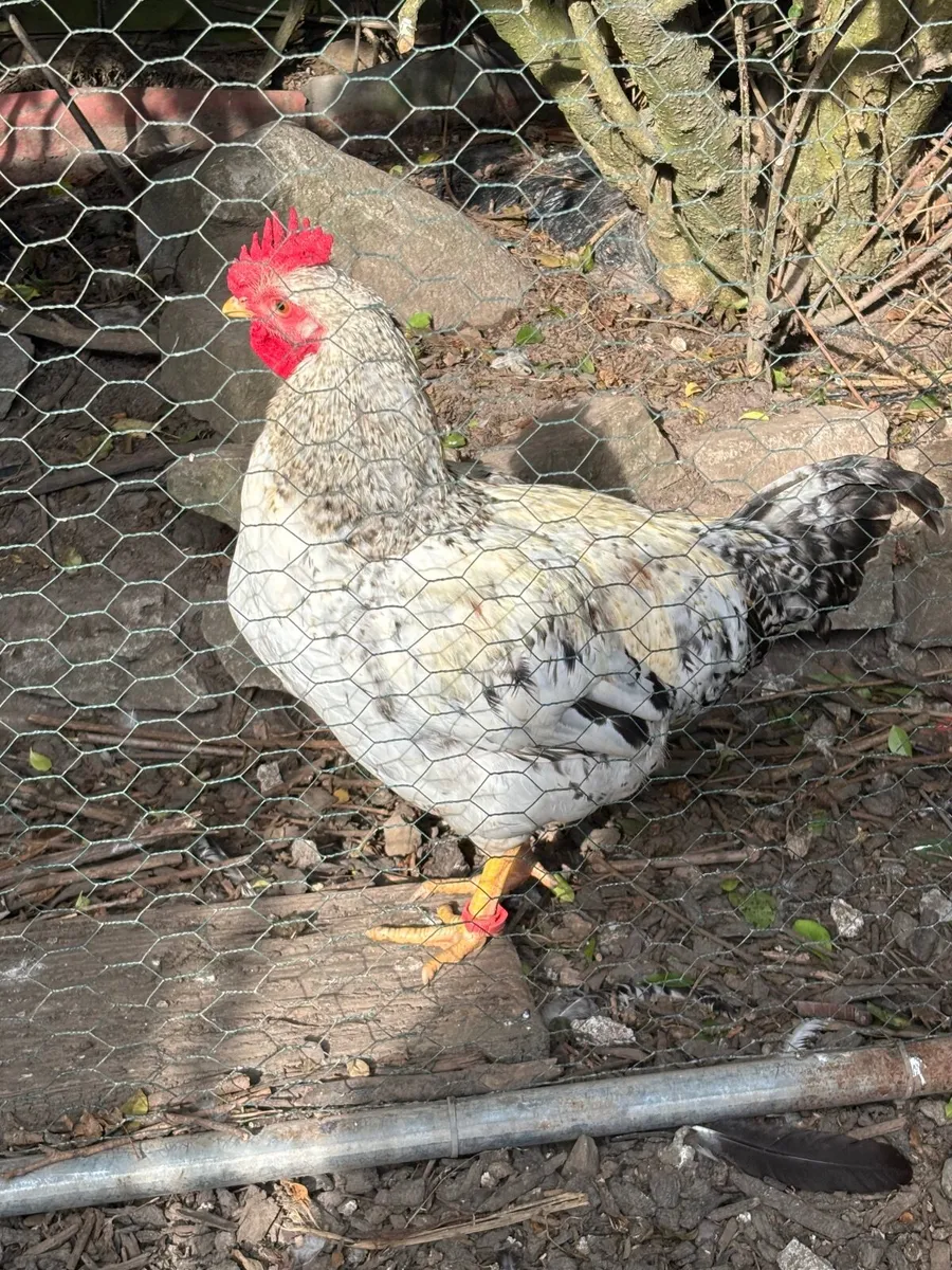 Poultry - Image 3