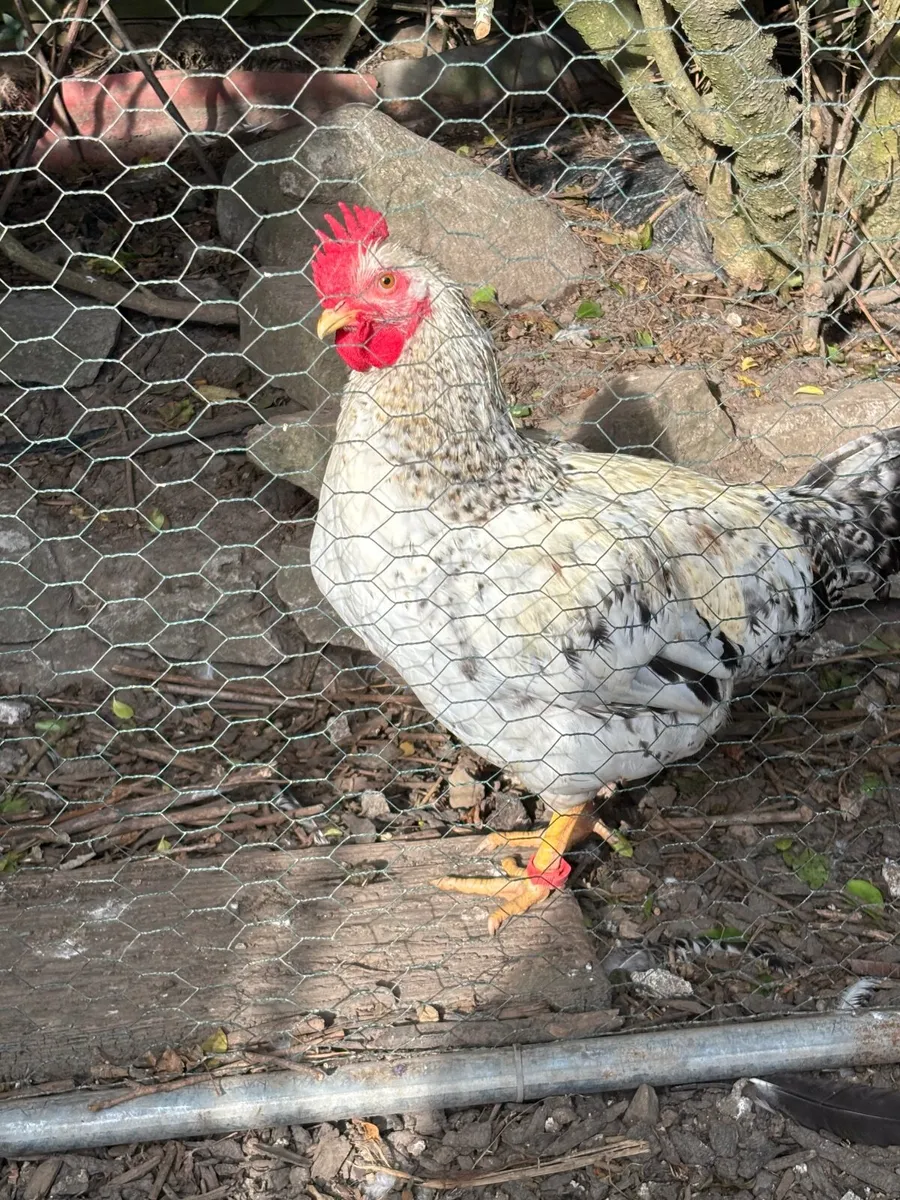 Poultry - Image 4