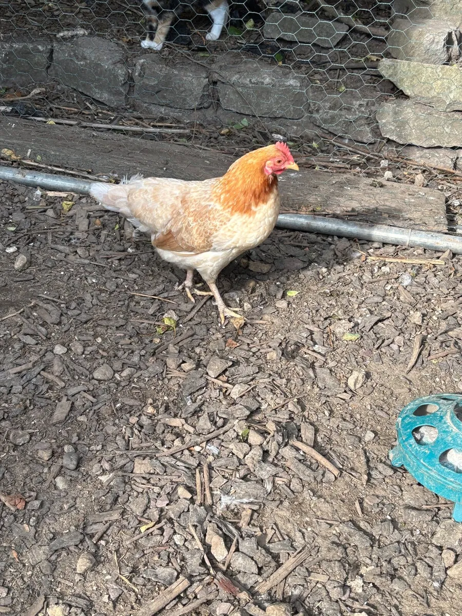 Poultry - Image 1