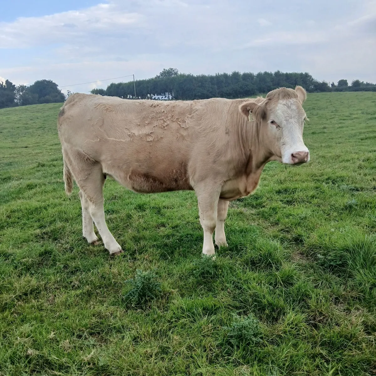 3 springing Heifers( Balla Mart Sat 19th Sept) - Image 3