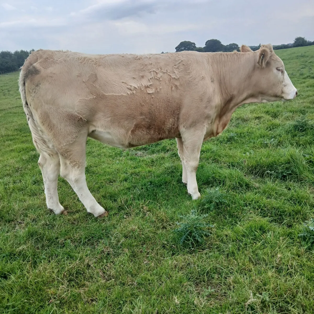 5  springing Heifers - Image 2