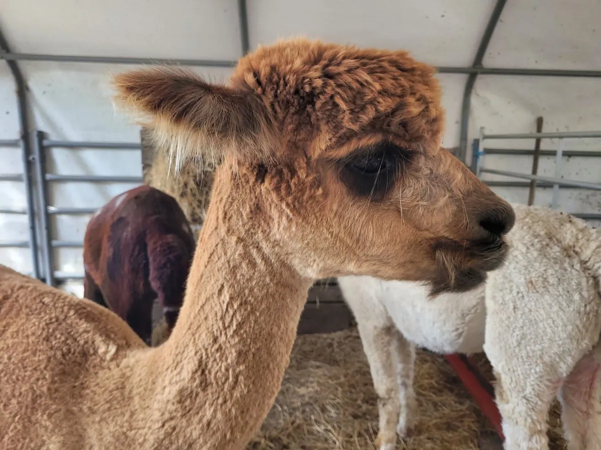 Alpacas - Image 2