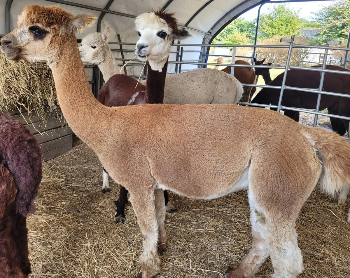Alpacas - Image 3