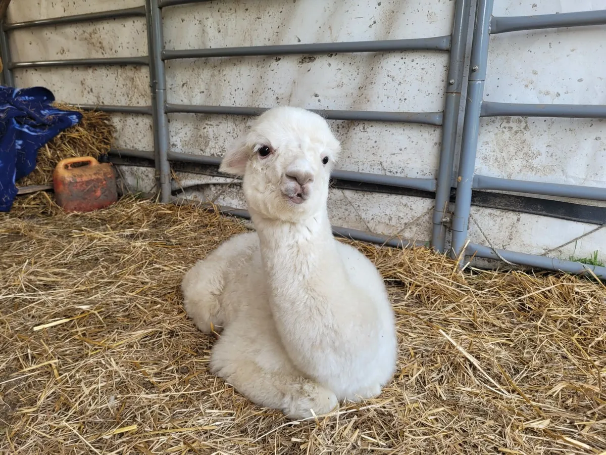Alpacas - Image 4