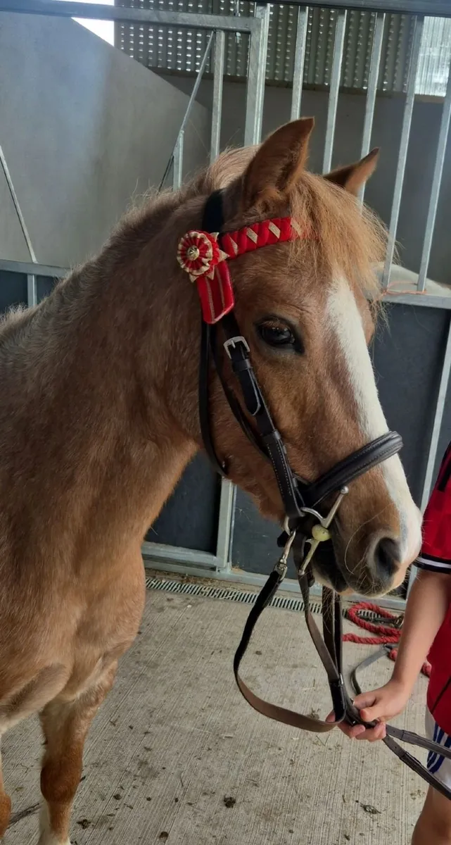 12h Roan Show Pony - Image 1