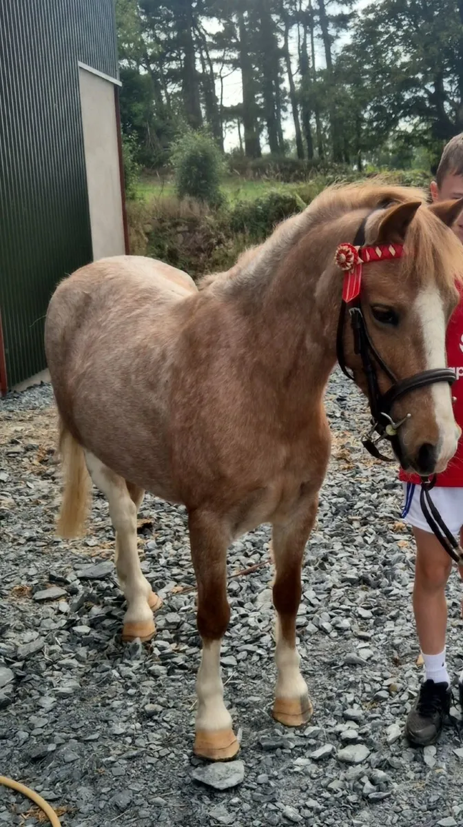 12h Roan Show Pony - Image 2