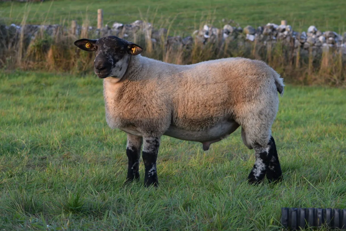 Suftex Ram lambs - Image 3