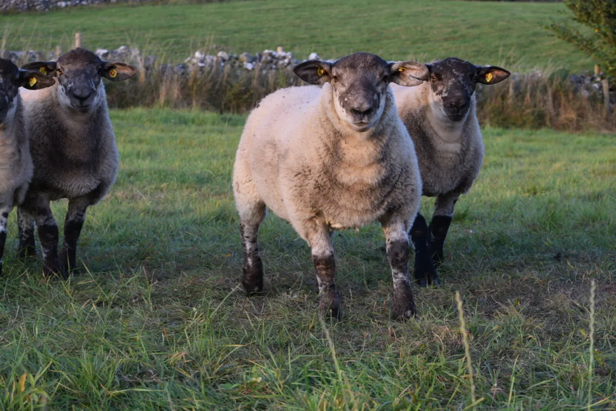 Suftex Ram lambs - Image 4