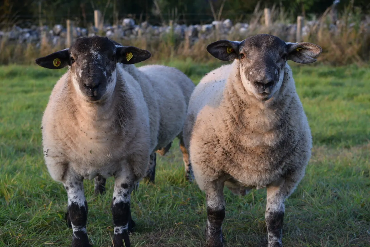 Suftex Ram lambs - Image 2