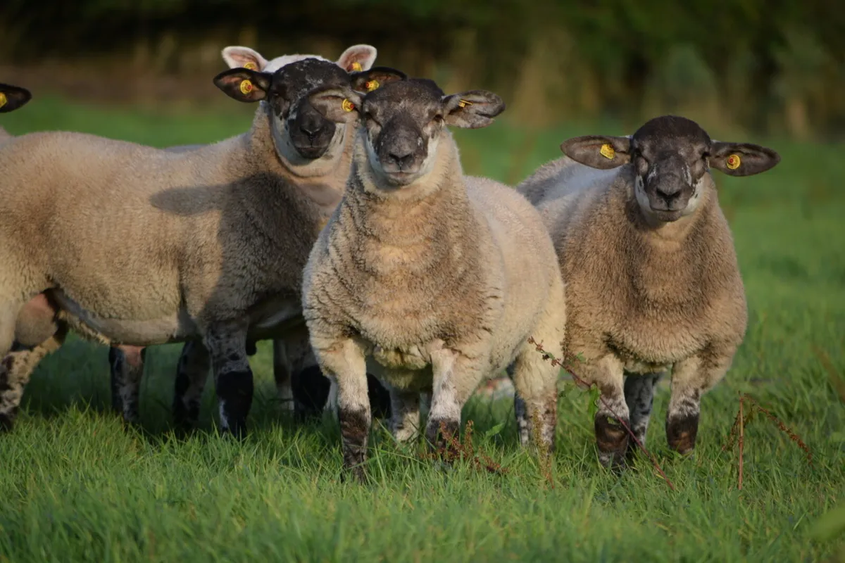 Suftex Ram lambs - Image 1