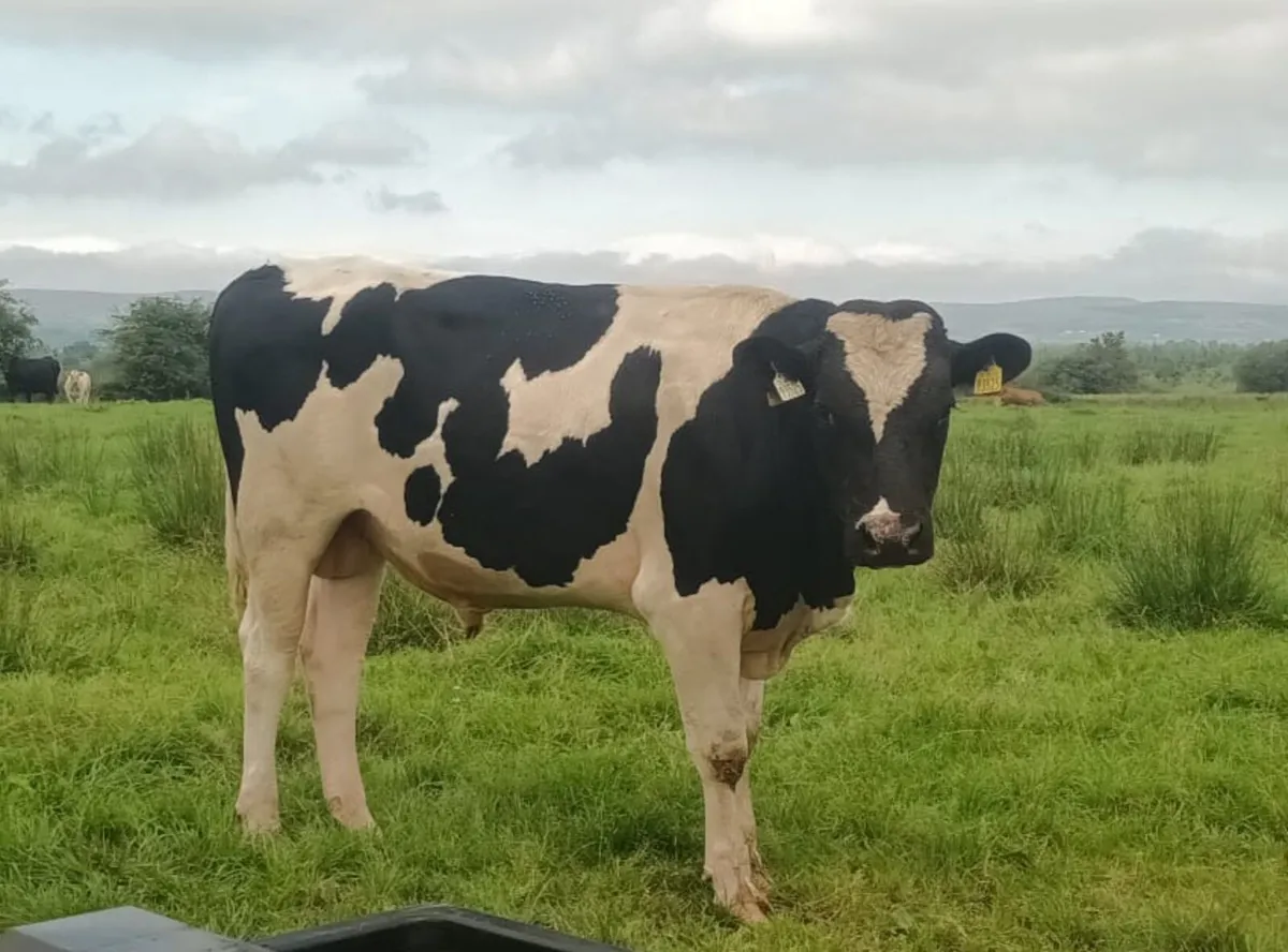 Bull - Image 2