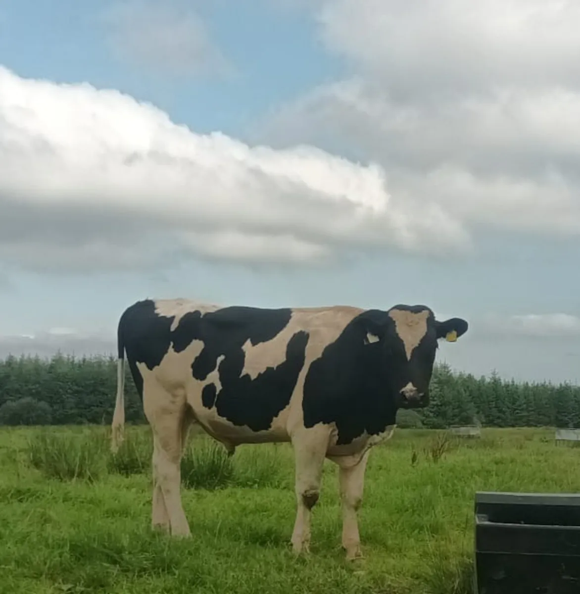 Bull - Image 1