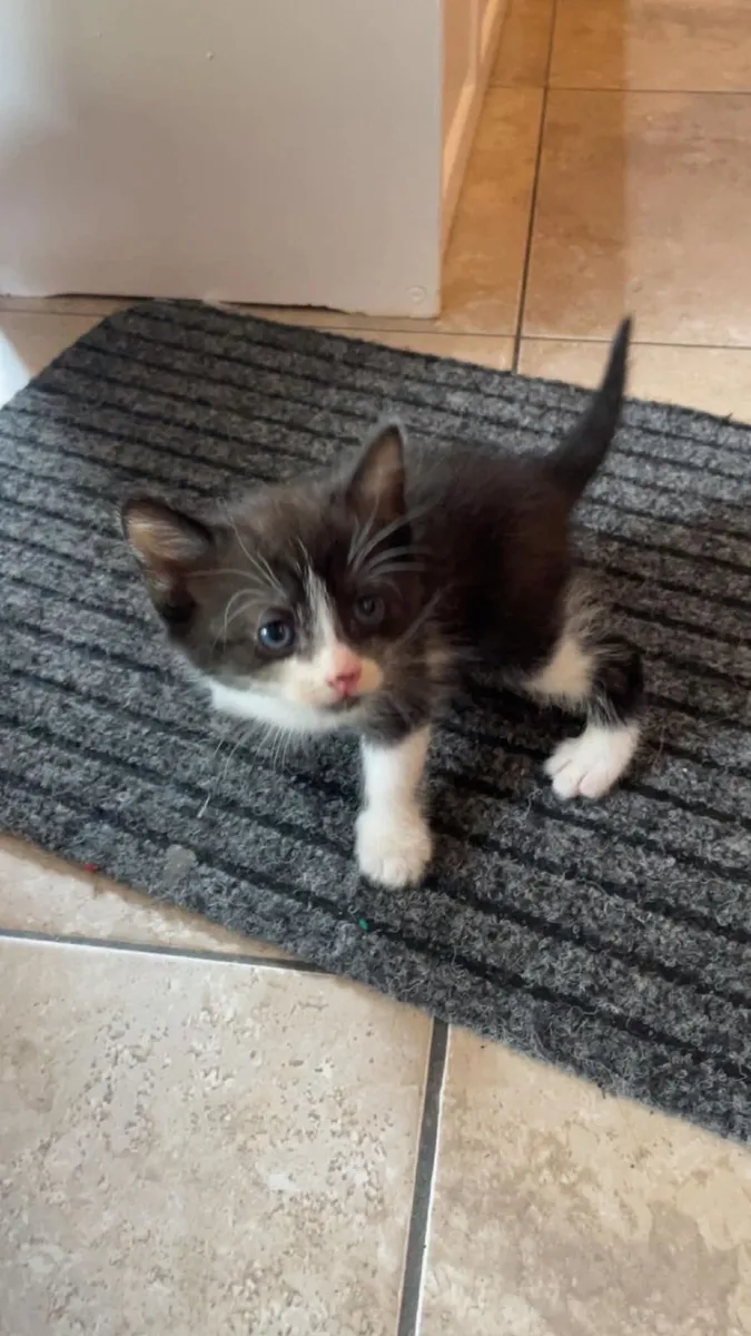 Kittens - Image 1