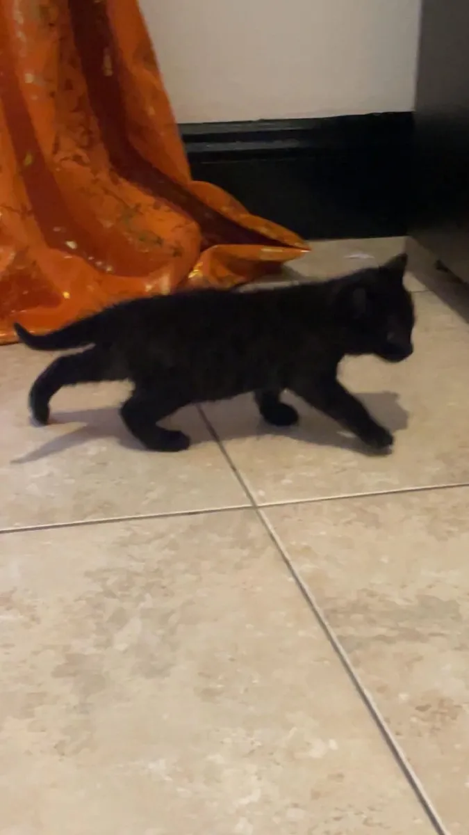 Kittens - Image 2
