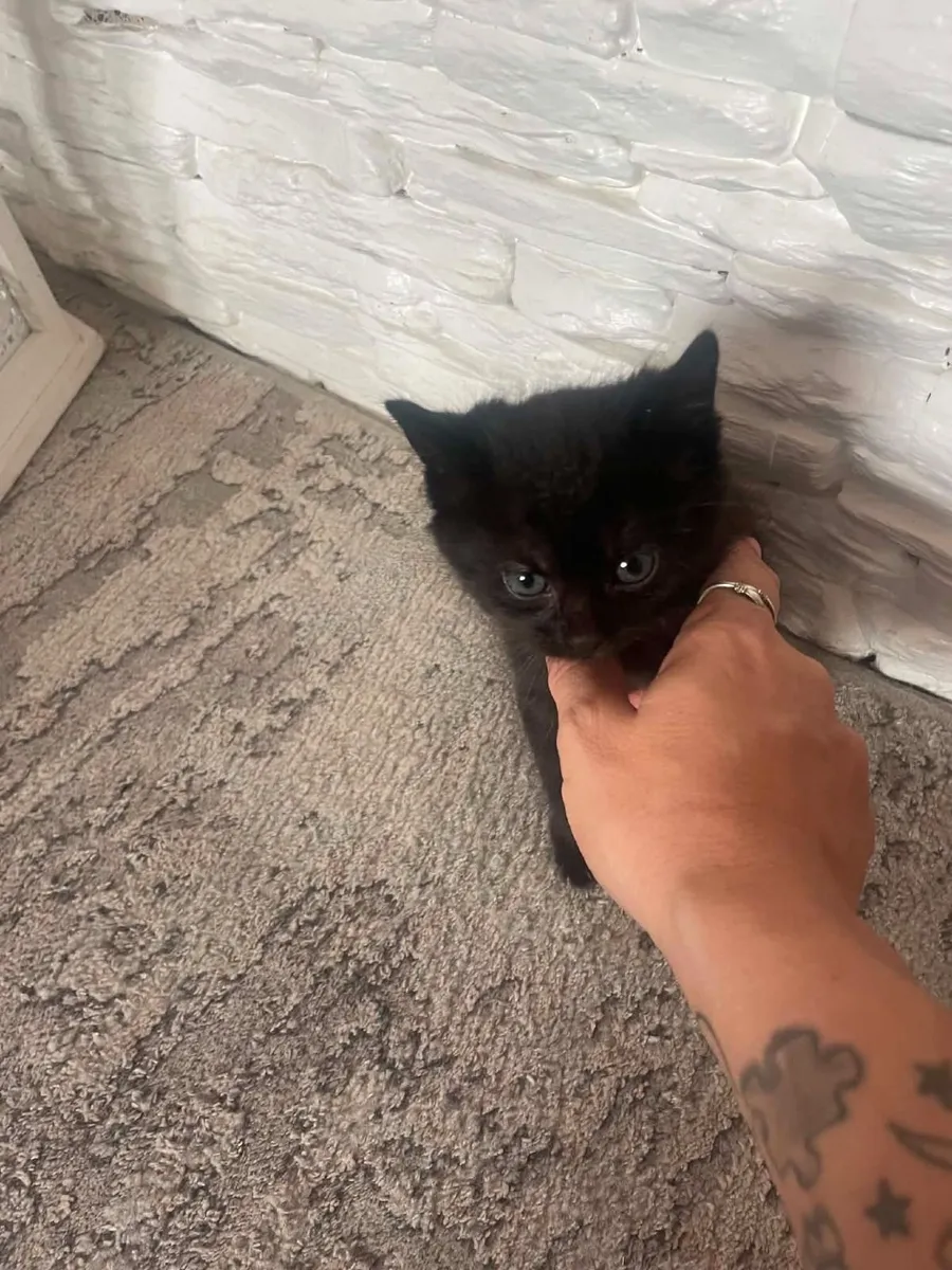 Kittens - Image 3
