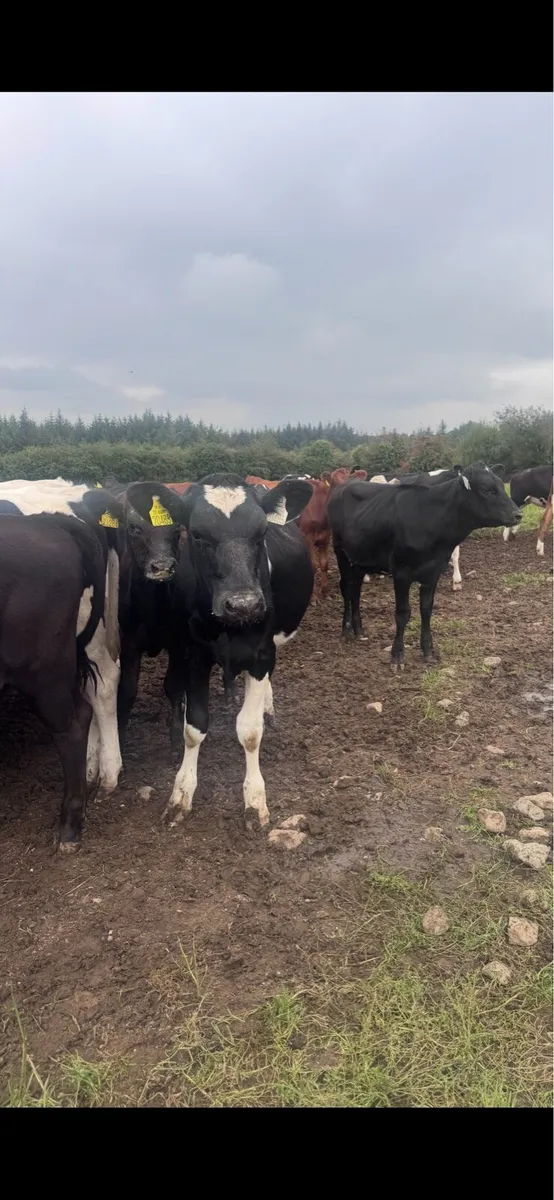 15 X bred heifer calf’s - Image 1