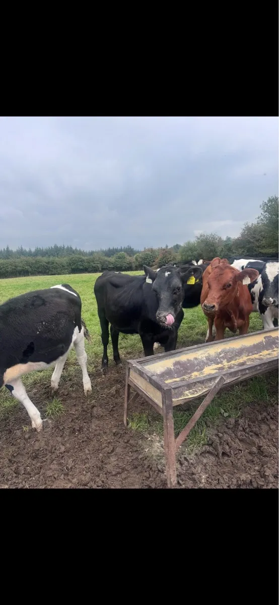 15 X bred heifer calf’s - Image 2