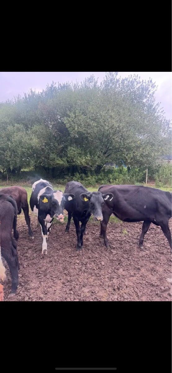 15 X bred heifer calf’s - Image 4