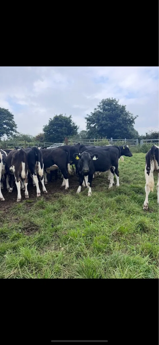 15 X bred heifer calf’s - Image 3