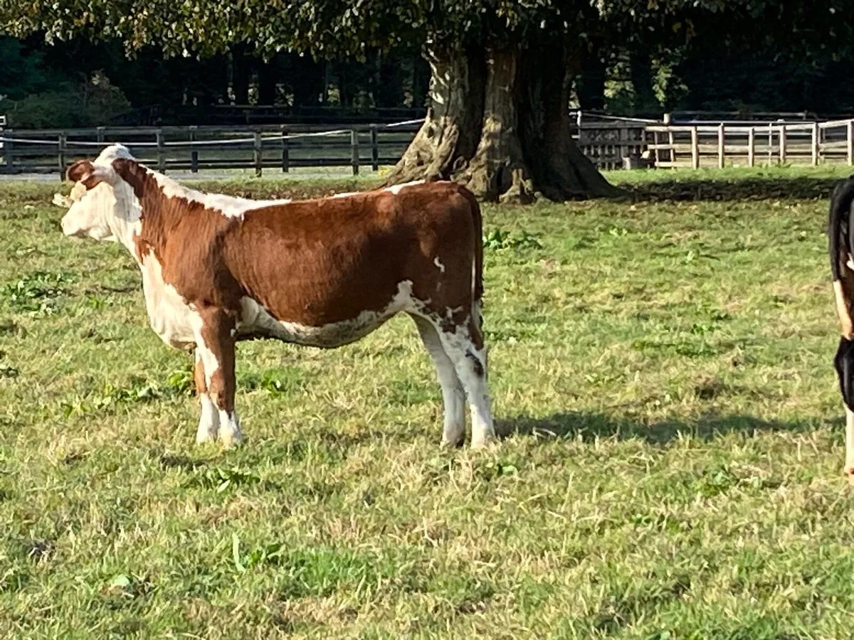 20 Whitehead Heifers 250kg @ Lissava - Image 2