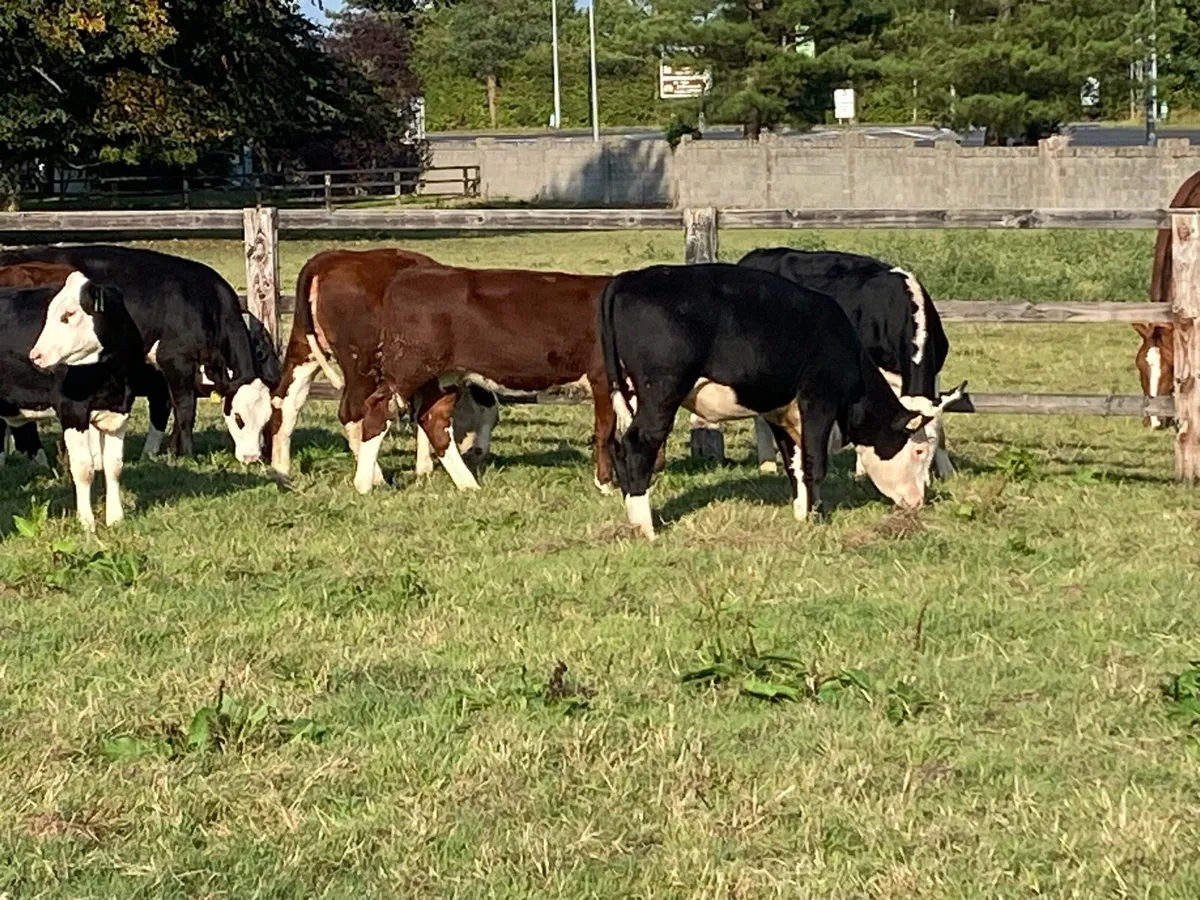 20 Whitehead Heifers 250kg @ Lissava - Image 3