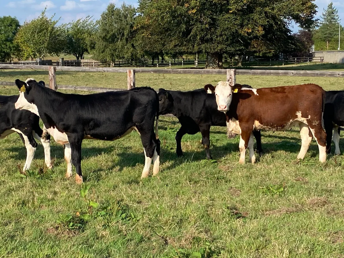 20 Whitehead Heifers 250kg @ Lissava - Image 4