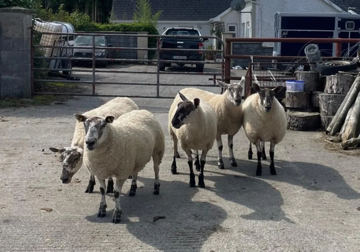 Hoggets - Image 1