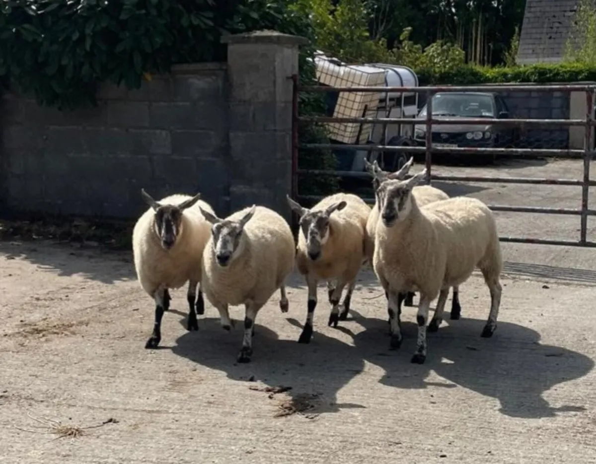 Hoggets - Image 2
